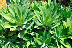 Agave attenuata is popular as an ornamental plant in gardens