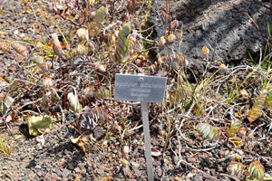 The label reads “Bryophyllum fedtschenkoi, Crassulaceae, Madagascar”