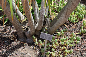 The label reads “Dracaena ellenbeckiana, Dracaenaceae”