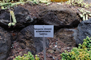The label reads “Delosperma lehmannii, Mesembryanthemaceae, Sudafrica”