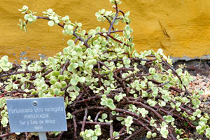 The label reads “Portulacaria afra variegata, Portulacaceae”