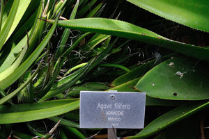 The label reads “Agave filifera, Agavaceae, Mexico”
