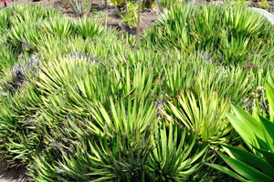 Agave filifera is a species of flowering plant in the family Asparagaceae