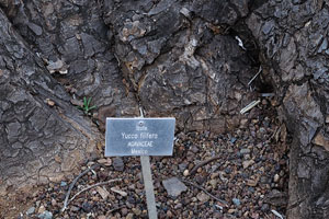The label reads “Izote, Yucca filifera, Agavaceae, Mexico”