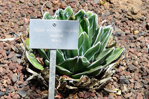 The label reads “Agave victoriae-reginae, Agavaceae, Mexico”