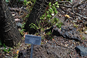 The label reads “Kalanchoe beharensis, Crassulaceae, Madagascar”