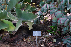 The label reads “Cotyledon heterophylla, Crassulaceae”