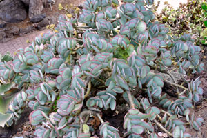 Cotyledon heterophylla