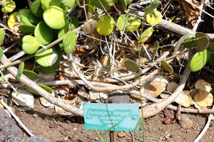 The label reads “Xerosicyos danguyi, Cucurbitaceae, Madagascar”