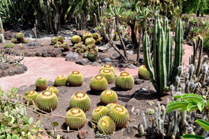 Numerous plants of Echinocactus grusonii species grow in the “Cactus and Succulent Garden” division