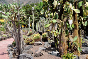 Echinocactus grusonii and opuntias