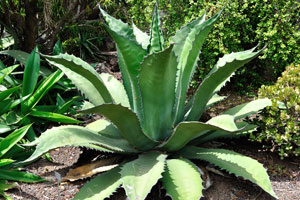 Agave ferox is a variety of the species of Agave salmiana belonging to the family of Agavaceae