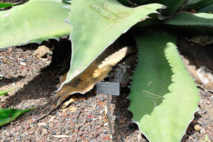 The label reads “Agave ferox, Agavaceae, Mexico”
