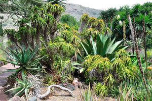 This flowerbed mostly consists of aloe, dracaena and agave plants