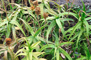 Aloe vera plants are in bloom