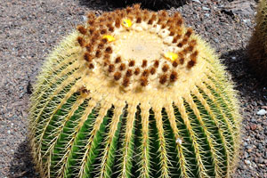 In natural habitat, Echinocactus grusonii grows in volcanic rock on slopes, at altitudes around 1400 metres (4600 ft)