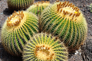 Echinocactus grusonii is rare and endangered in the wild, where it is found near Mesa de Léon in the state of Querétaro, and in the state of Hidalgo