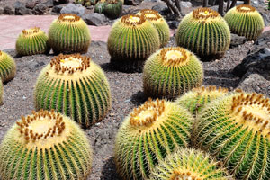 A flowerbed contains the huge quantity of Echinocactus grusonii plants