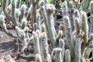 Cleistocactus hyalacanthus is a species of columnar cacti
