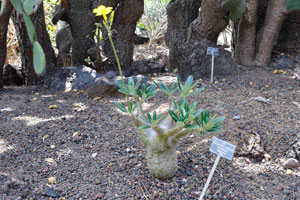 Pachypodium rosulatum is a shrubby perennial caudiciform plant with a bottle-shaped trunk