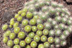 Mammillaria compressa is a species of cactus in the family Cactaceae