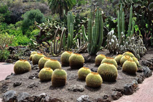 Echinocactus grusonii is known as the golden barrel cactus
