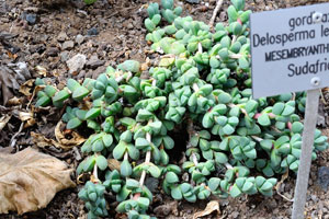 Delosperma lehmannii belongs to the Aizoaceae family