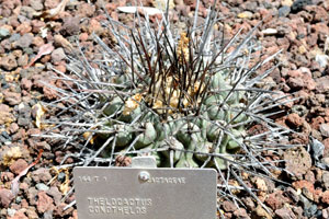 The label reads “Thelocactus conothelos”