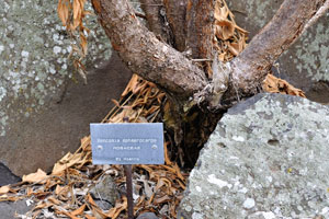 The label reads “Bencomia sphaerocarpa, Rosaceae, El Hierro”