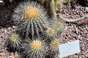 Copiapoa coquimbana is a species of clump-forming cactus native to South America