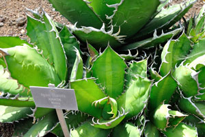 The label reads “Agave titanota, Agavaceae, Mexico”