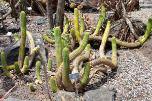 Echinopsis spachiana is a species of cactus native to South America