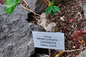The label reads “Tartogo, Jatropha podagrica, Euphorbiaceae”