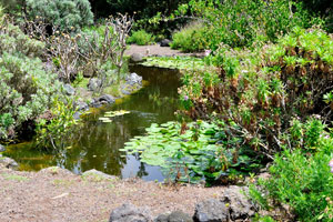 A small lake is located near the “Cactus and Succulent Garden” division