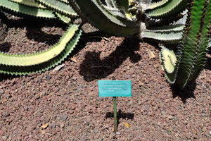 The label reads “Cardón, Euphorbia canariensis, Euphorbiaceae”