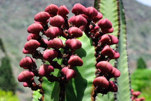 Euphorbia canariensis has amazing flowers of burgundy color