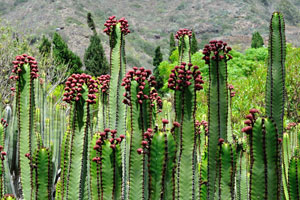 Euphorbia canariensis is in bloom