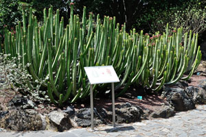 The information board tells the story about the flowers of Euphorbia canariensis