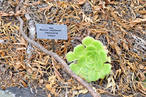 The label reads “Aeonium subplanum, Crassulaceae, Gomera”