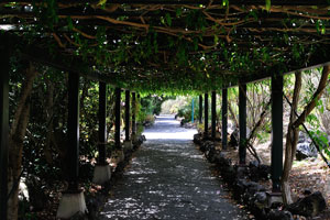 A footpath goes through the pergola green tunnel which is covered by the lush greenery
