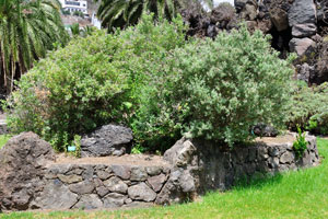 The Islands Garden preserves the highly diverse plant varieties of the Canary Islands