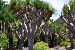 A group of mature dracaena draco trees