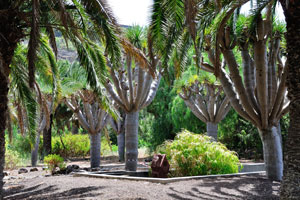The trunks of Dracaena draco trees are long and slender and the leaves are prickly