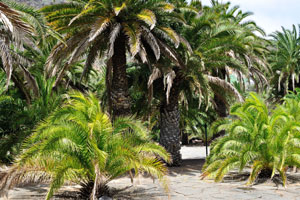 Different species of palm trees are planted on “Matías Vega” Plaza