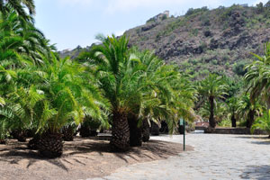 A grove of Canarian palm trees “Phoenix canariensis”