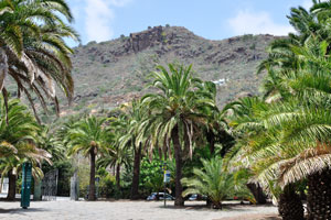 Canarian palm trees “Phoenix canariensis” grow on “Matías Vega” Plaza