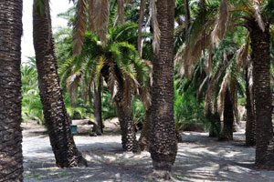 Phoenix canariensis is a species of flowering plant in the palm family Arecaceae, native to the Canary Islands