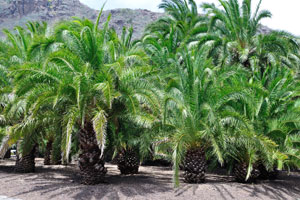 Phoenix canariensis is the natural symbol of the Canary Islands