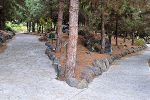 Stone footpaths are in the Pine Forest