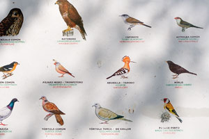 The information board shows the images of birds available in the garden